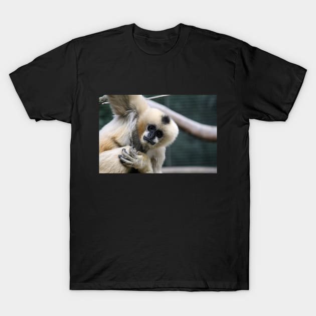 White-Cheeked Gibbon T-Shirt by LeanneAllen